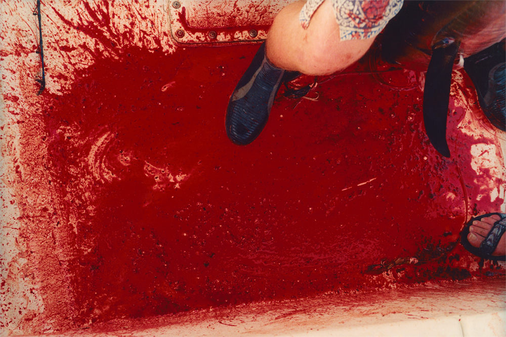 Yellowfin Tuna blood.<br>16 x 12 C-type Print.